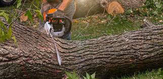 Best Arborist Consultation Services  in Pompton Lakes, NJ